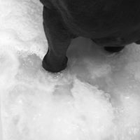Hest i koldtvandsspa